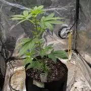Papaya Cookies Auto Fast Buds