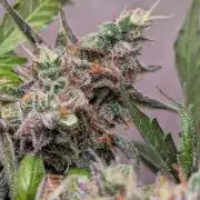 Hindu Kush Auto Sensi Seeds