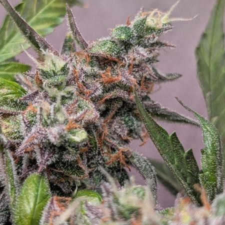 Hindu Kush Auto Sensi Seeds