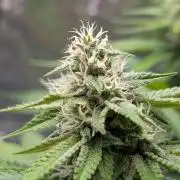 Super Boof Weed Seed Shop