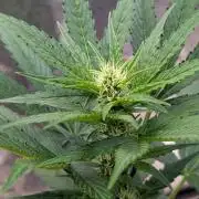 Auto Super Skunk - Sensible Seeds