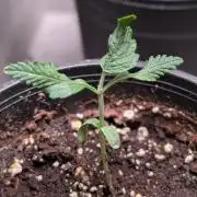 Purple OG Punch