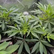 The Gassy One Super Sativa Seed Club