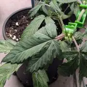 Mango Cherry Runtz