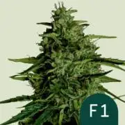Milky Way F1 Royal Queen Seeds