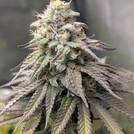 Papaya Zoap F1 Sweet Seeds