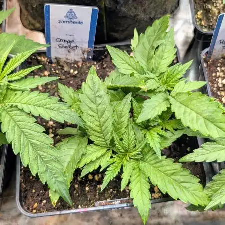 Orange Sherbet FF Fast Buds