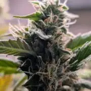 Hindu Kush Auto Sensi Seeds