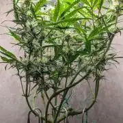 Permanent Jealousy XL Auto Sweet Seeds