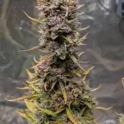 Crystal Candy XL Auto - Sweet Seeds