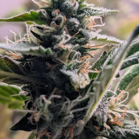 Hindu Kush Auto Sensi Seeds