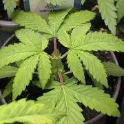 Super Boof Weed Seed Shop