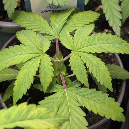 Super Boof Weed Seed Shop