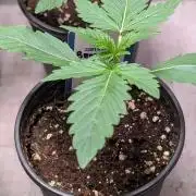 Banana Frost