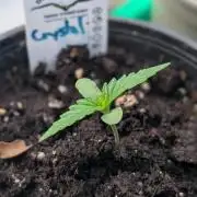 Crystal Candy XL Auto - Sweet Seeds