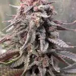 Tropicana Cookies FF Fast Buds