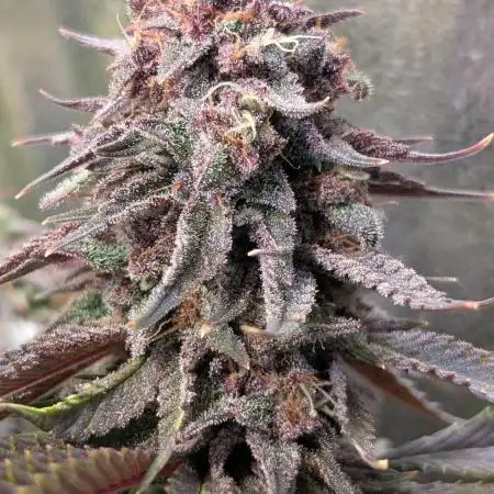 Tropicana Cookies FF Fast Buds