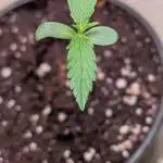 Hindu Kush Auto Sensi Seeds