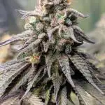 Papaya Zoap F1 Sweet Seeds