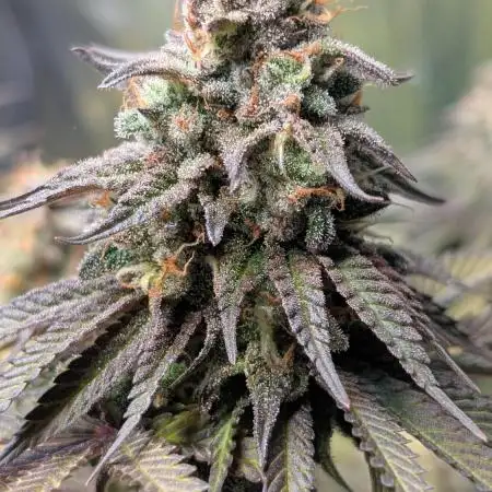 Papaya Zoap F1 Sweet Seeds