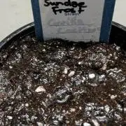 Sundae Frost