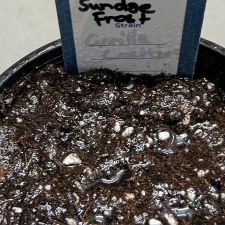 Sundae Frost