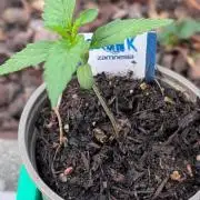 Auto Super Skunk - Sensible Seeds