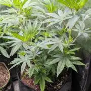 Glue Prom Walipini Seeds
