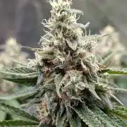 Super Boof Weed Seed Shop