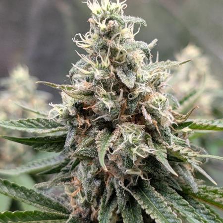 Super Boof Weed Seed Shop