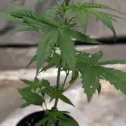 Crystal Candy XL Auto - Sweet Seeds