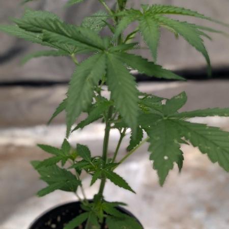 Crystal Candy XL Auto - Sweet Seeds
