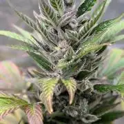 Auto Super Skunk - Sensible Seeds