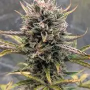 Crystal Candy XL Auto - Sweet Seeds
