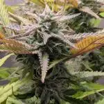 Skunk Auto Fast Buds Mini Grow