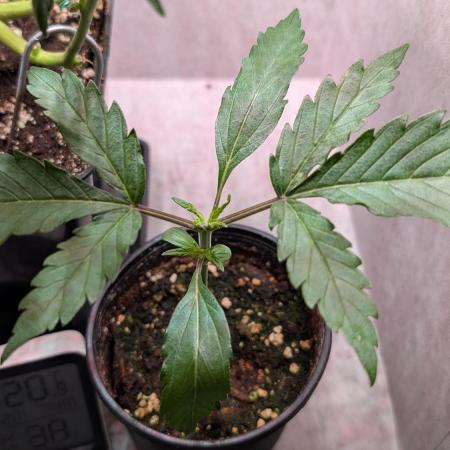 Permanent Jealousy XL Auto Sweet Seeds