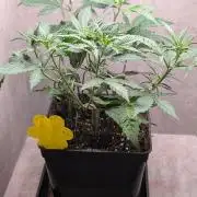 Permanent Jealousy XL Auto Sweet Seeds
