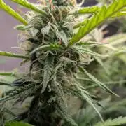 Permanent Jealousy XL Auto Sweet Seeds