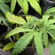 Strawberry Cola Sherbet F1 Sweet Seeds