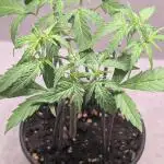 Hindu Kush Auto Sensi Seeds