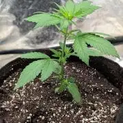 Papaya Cookies Auto Fast Buds