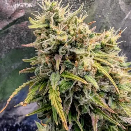 Gorilla Cookies Auto Fast Buds