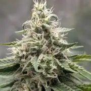 Super Boof Weed Seed Shop