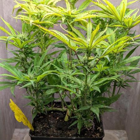 Skunk Auto Fast Buds Mini Grow