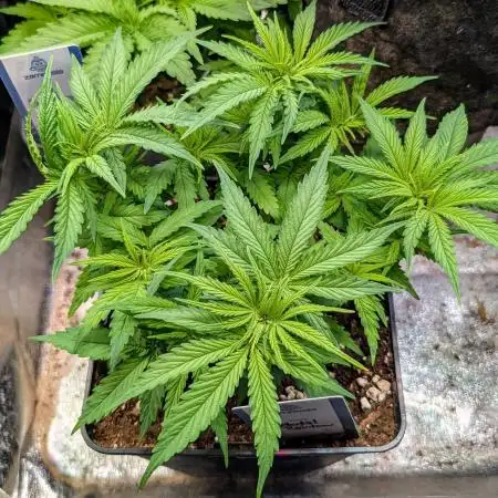 Mental Rainbow F1 Sweet Seeds
