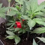 Sundae Frost