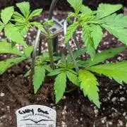 The Gassy One Super Sativa Seed Club