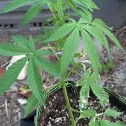 Toffee Pudding Auto Anesia Seeds