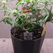 Mango Cherry Runtz