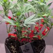 Sundae Frost